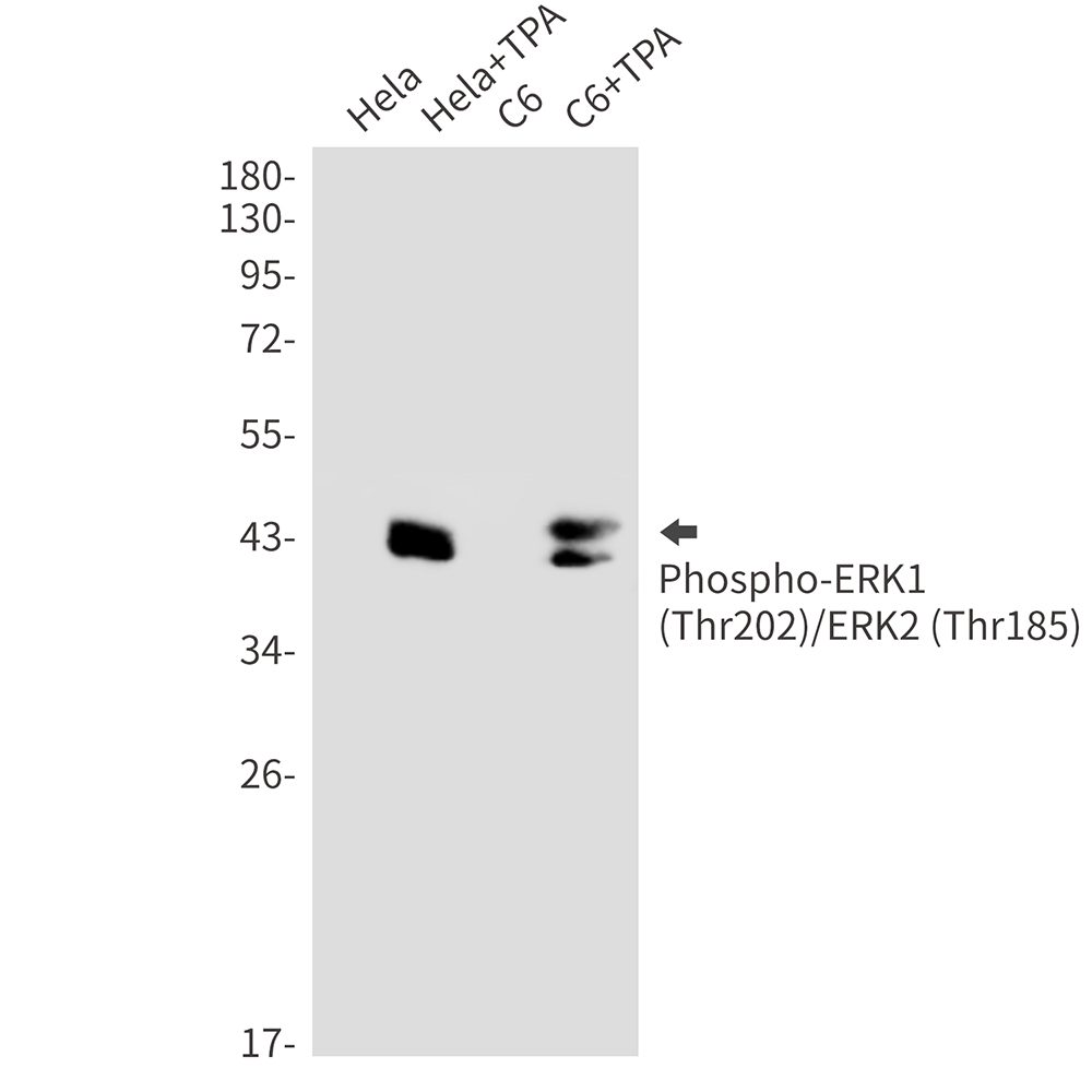Rabbit Monoclonal Antibody to Phospho-ERK1/2 (Thr202/Thr185)