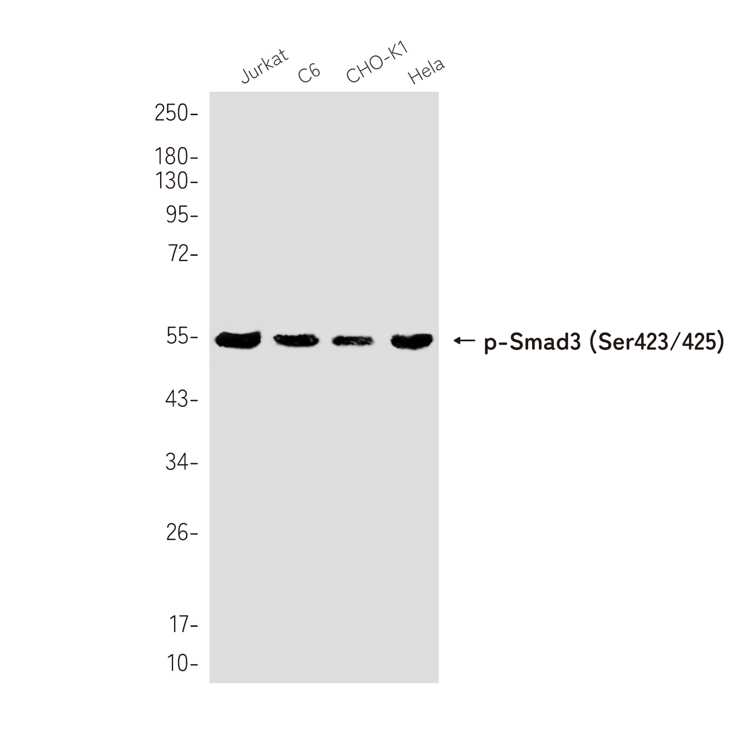 Rabbit Monoclonal Antibody to Phospho-Smad3 (Ser423/425)
