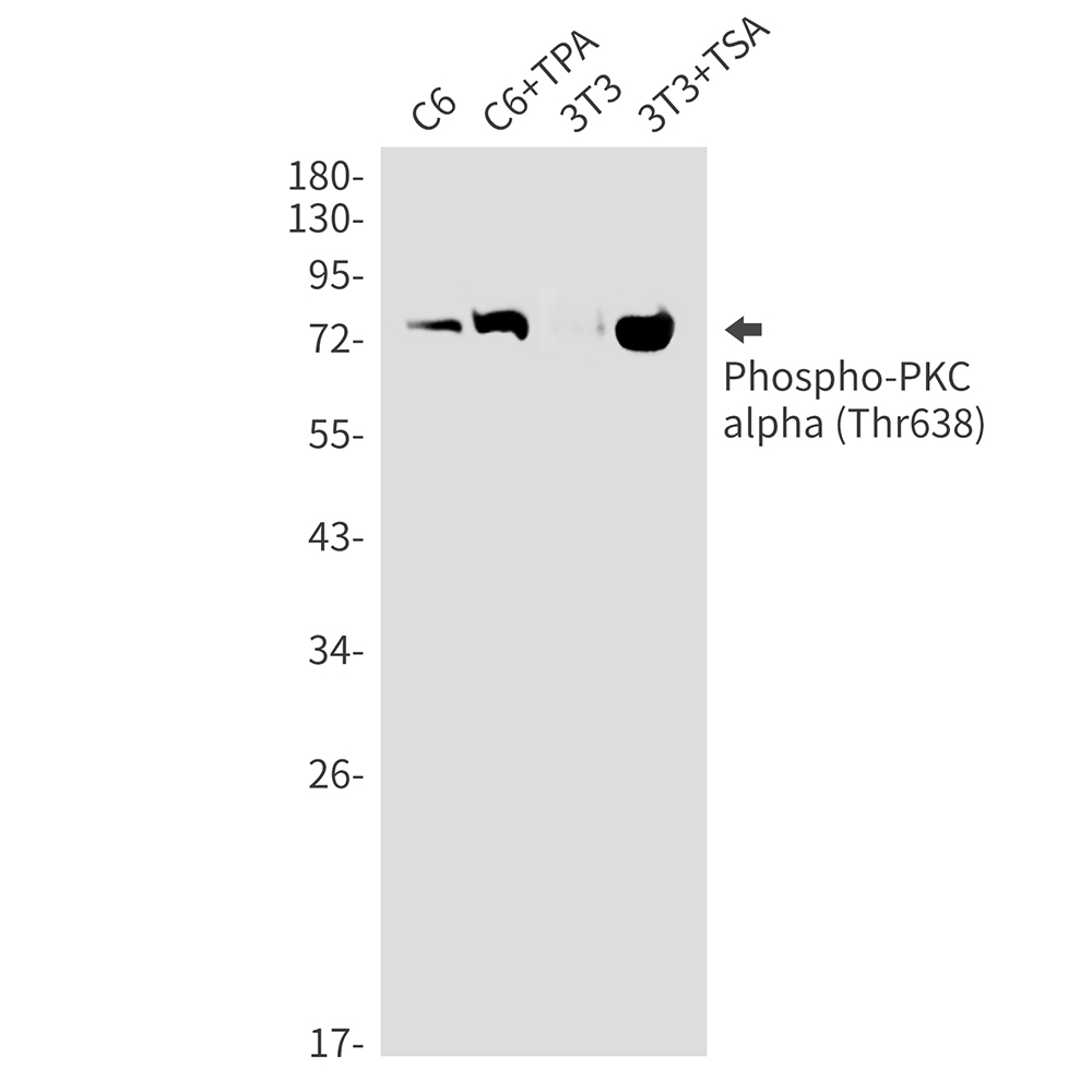 Rabbit Monoclonal Antibody to Phospho-PKC alpha (Thr638)