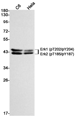 Rabbit Monoclonal Antibody to Phospho-ERK1/2 (Thr202/Tyr204)/(Thr185/Tyr187)