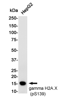 Rabbit Monoclonal Antibody to Phospho-Histone H2A.X (Ser139)