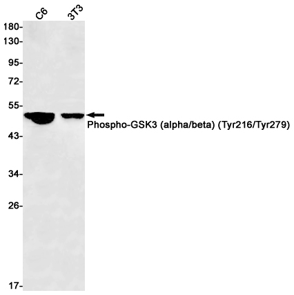 Rabbit Monoclonal Antibody to Phospho-GSK3 (Tyr216/Tyr279)