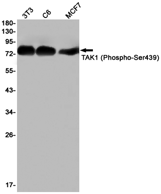 Rabbit Monoclonal Antibody to Phospho-TAK1 (Ser439)