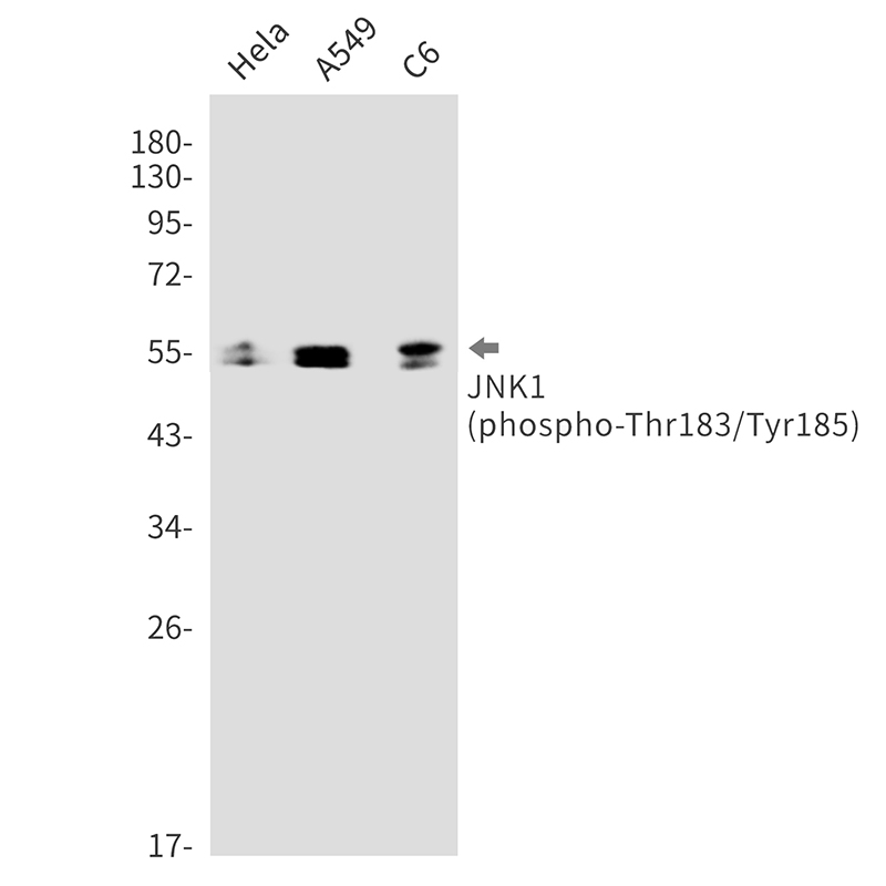 Rabbit Monoclonal Antibody to Phospho-JNK1 (Thr183/Tyr185)