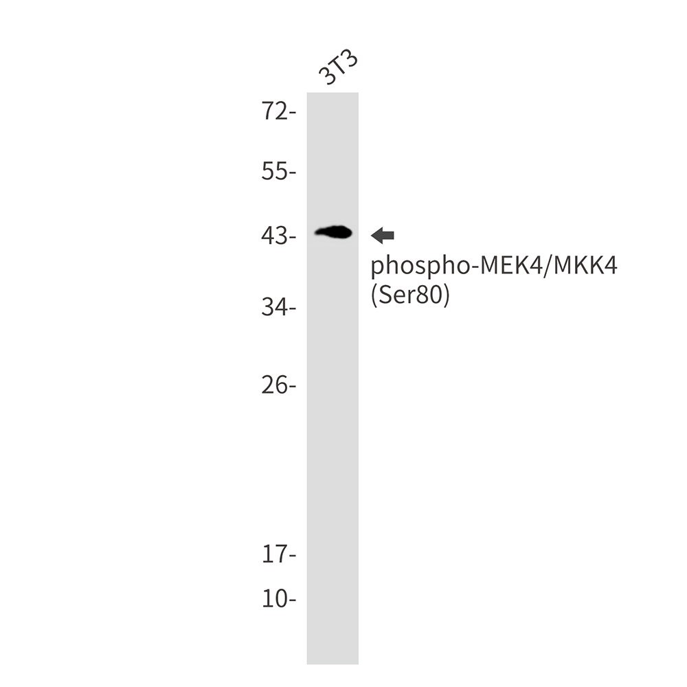 Rabbit Monoclonal Antibody to Phospho-MEK4 (Ser80)