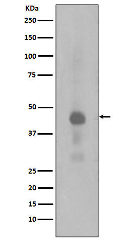 Rabbit Polyclonal Antibody to Phospho-CREB (Ser133)