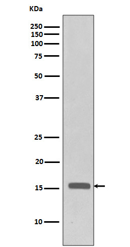 Rabbit Polyclonal Antibody to Phospho-Histone H3 (Thr3)