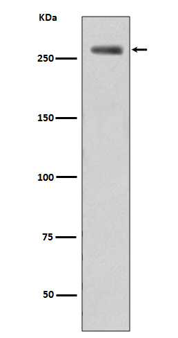 Rabbit Polyclonal Antibody to Phospho-LRRK2 (Ser395)