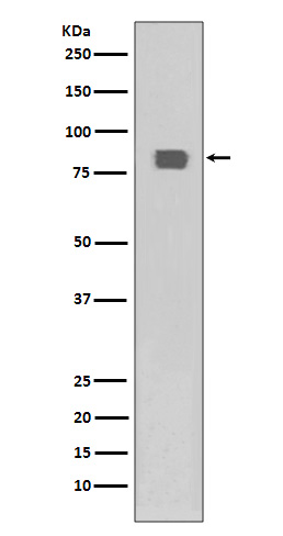 Rabbit Polyclonal Antibody to Phospho-HSF1 (Ser326)