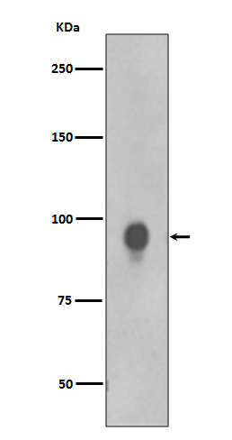 Rabbit Polyclonal Antibody to Phospho-RSK1 p90 (Thr359/Ser363)