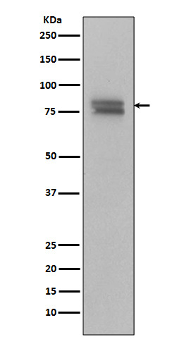 Rabbit Polyclonal Antibody to Phospho-c Myb (Ser11)