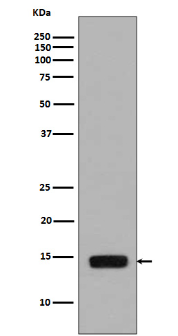 Rabbit Polyclonal Antibody to Phospho-Histone H2A (Ser129)