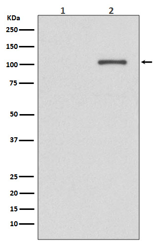 Rabbit Polyclonal Antibody to Phospho-IRE1 (Ser724)