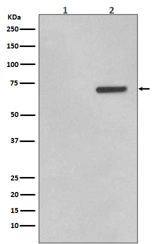 Rabbit Polyclonal Antibody to Phospho-ATF2 (Thr71)