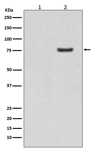 Rabbit Polyclonal Antibody to Phospho-Synapsin I (Ser9)