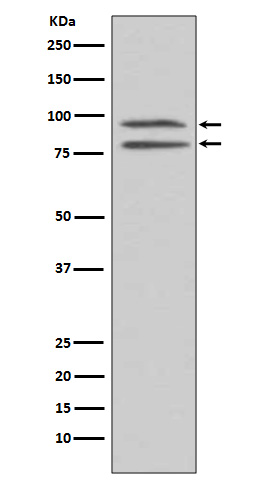 Rabbit Polyclonal Antibody to Phospho-MSK1 (Ser376)
