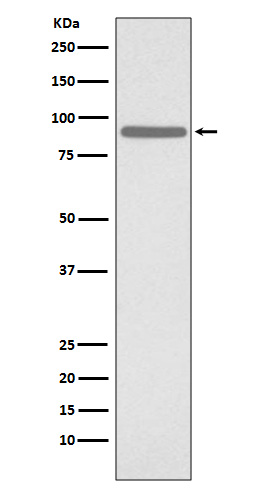 Rabbit Polyclonal Antibody to Phospho-STAT1 (Ser727)