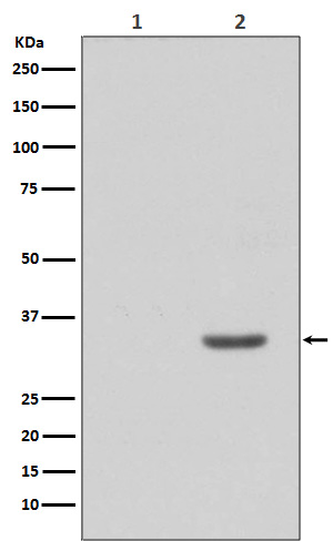 Rabbit Polyclonal Antibody to Phospho-CDK2 (Tyr15)