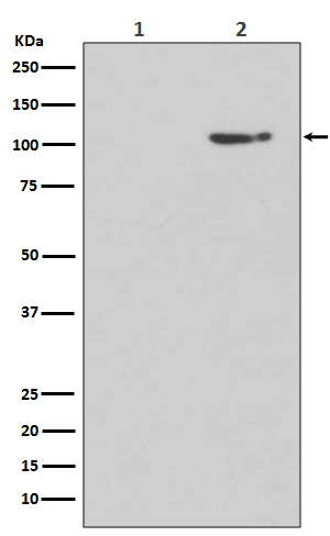 Rabbit Polyclonal Antibody to Phospho-Glutamate Receptor 1 (AMPA Subtype) (Ser845)