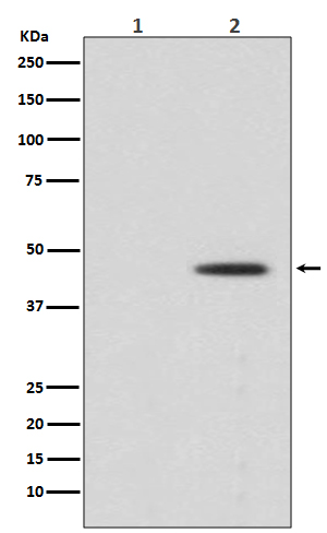 Rabbit Polyclonal Antibody to Phospho-MEK1 (Ser298)