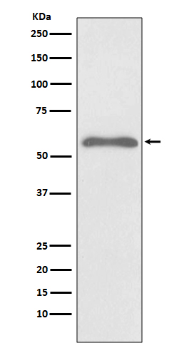 Rabbit Polyclonal Antibody to Phospho-Smad2 (Ser255)