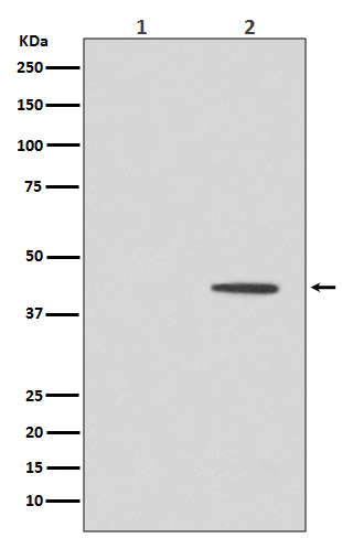 Rabbit Polyclonal Antibody to Phospho-MEK1 (Thr292)