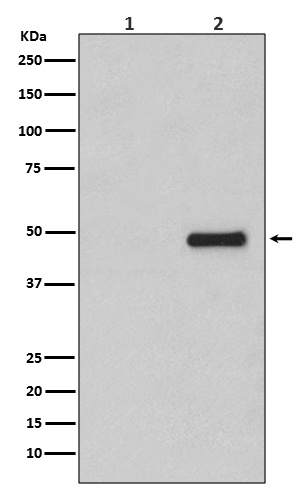 Rabbit Polyclonal Antibody to Phospho-CDC37 (Ser13)