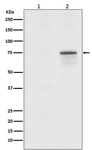 Rabbit Polyclonal Antibody to Phospho-Raf1 (Ser259)
