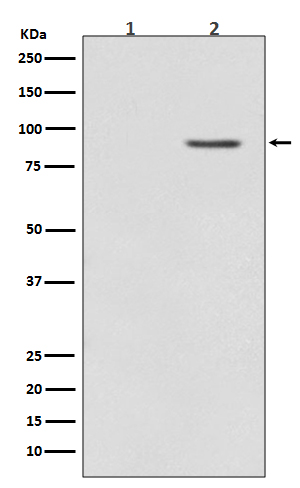 Rabbit Polyclonal Antibody to Phospho-BRAF (Thr401)