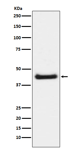 Rabbit Polyclonal Antibody to Phospho-c-Jun (Ser63)