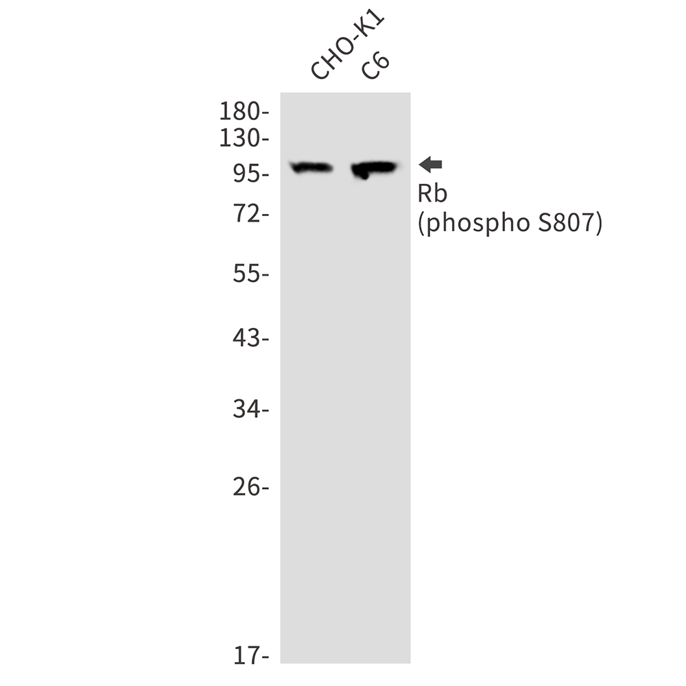Rabbit Polyclonal Antibody to Phospho-Rb (Ser807)