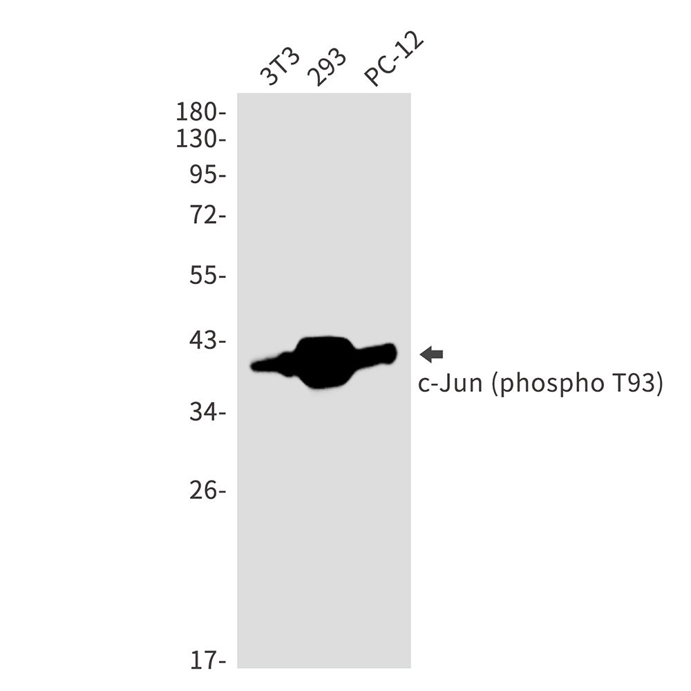 Rabbit Polyclonal Antibody to Phospho-c-Jun (Thr93)