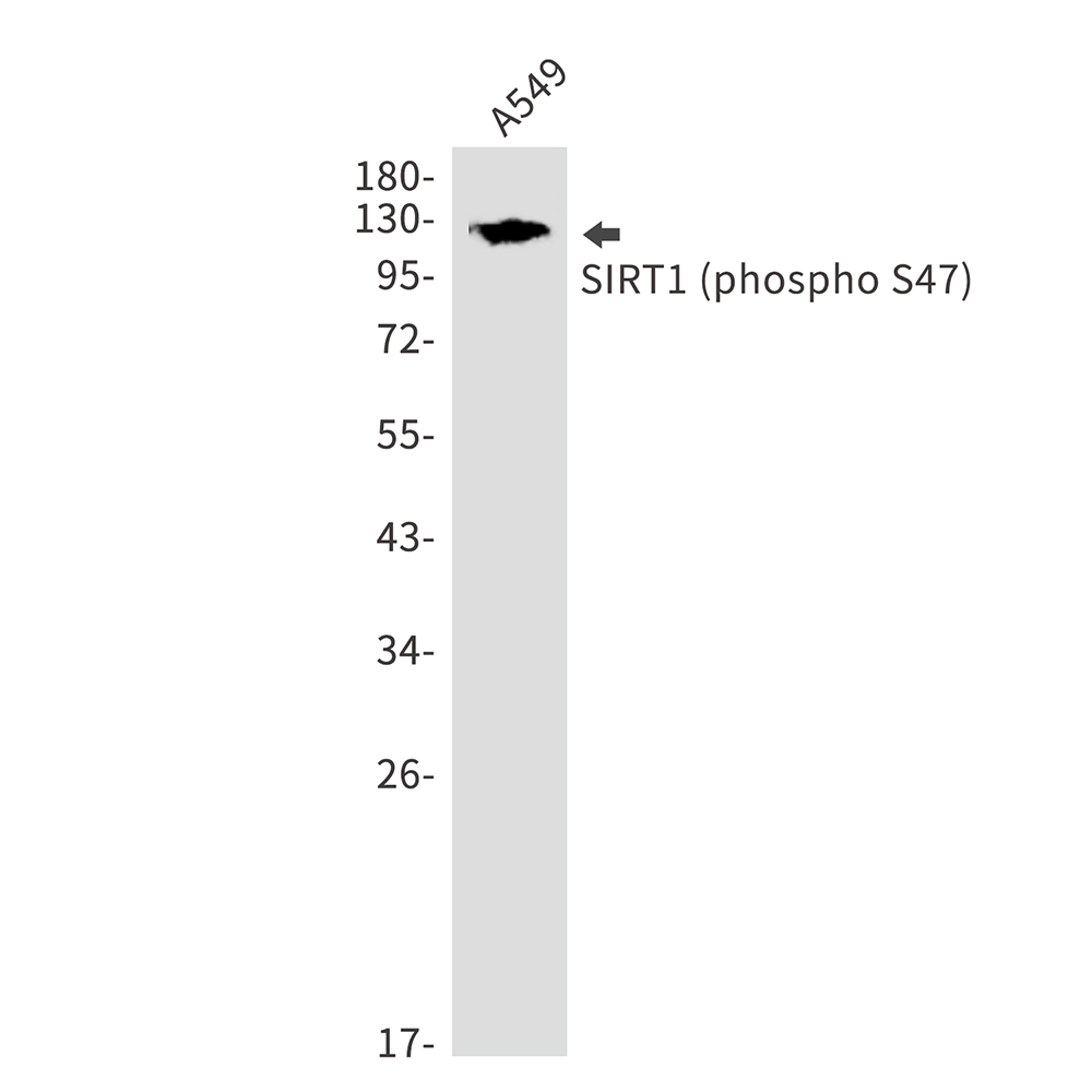 Rabbit Polyclonal Antibody to Phospho-SIRT1 (Ser47)