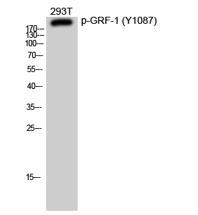 Rabbit Polyclonal Antibody to Phospho-GRLF1 (Tyr1087)