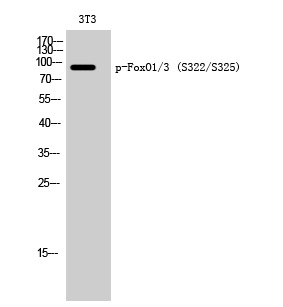 Rabbit Polyclonal Antibody to Phospho-FOXO1/3 (Ser322/S325)
