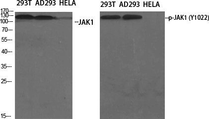 Rabbit Polyclonal Antibody to Phospho-JAK1 (Tyr1022)