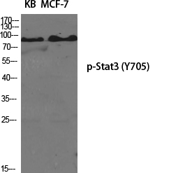 Rabbit Polyclonal Antibody to Phospho-STAT3 (Tyr705)