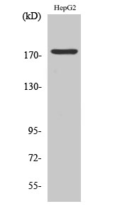 Rabbit Polyclonal Antibody to Phospho-EGFR (Tyr1092)