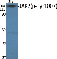 Rabbit Polyclonal Antibody to Phospho-JAK2 (Tyr1007)