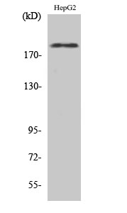 Rabbit Polyclonal Antibody to Phospho-ErbB 2 (Tyr1221/Tyr1222)