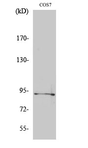 Rabbit Polyclonal Antibody to Phospho-Sp1 (Thr739)