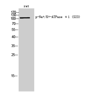 Rabbit Polyclonal Antibody to Phospho-alpha 1 Sodium Potassium ATPase (Ser23)