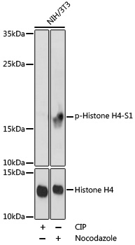 Rabbit Polyclonal Antibody to Phospho-Histone H4 (Ser1)