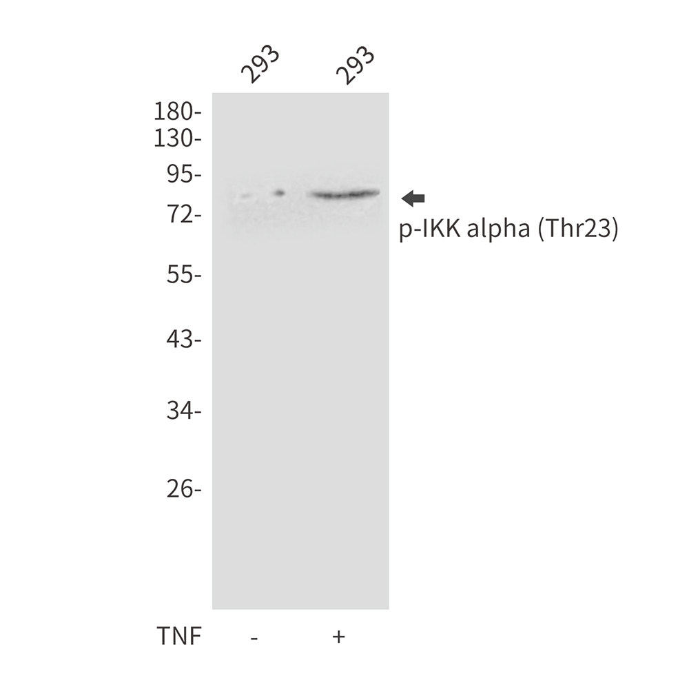Rabbit Polyclonal Antibody to Phospho-IKK alpha (Thr23)