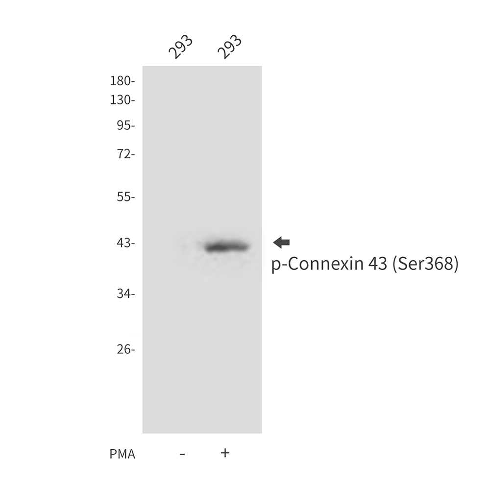 Rabbit Polyclonal Antibody to Phospho-Connexin 43 (Ser368)