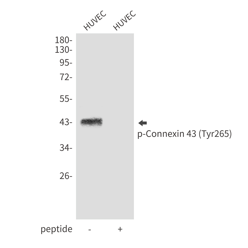 Rabbit Polyclonal Antibody to Phospho-Connexin 43 (Tyr265)