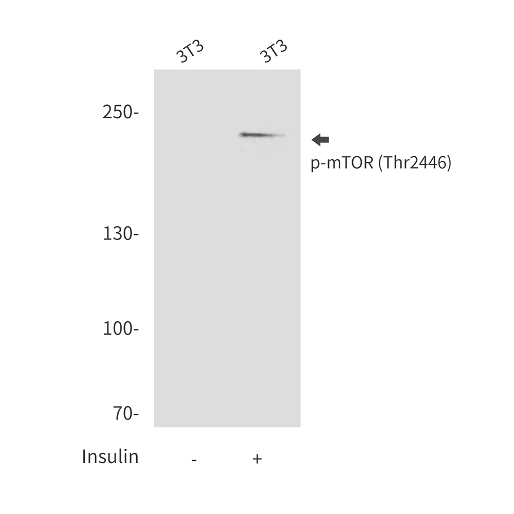 Rabbit Polyclonal Antibody to Phospho-mTOR (Thr2446)