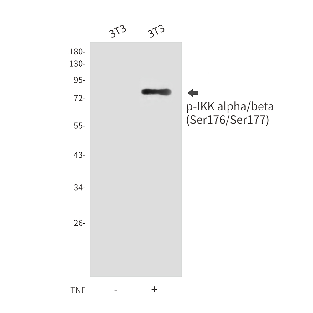 Rabbit Polyclonal Antibody to Phospho-IKK alpha/beta (Ser176/Ser177)