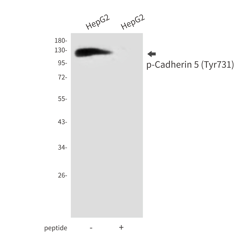 Rabbit Polyclonal Antibody to Phospho-Cadherin 5 (Tyr731)