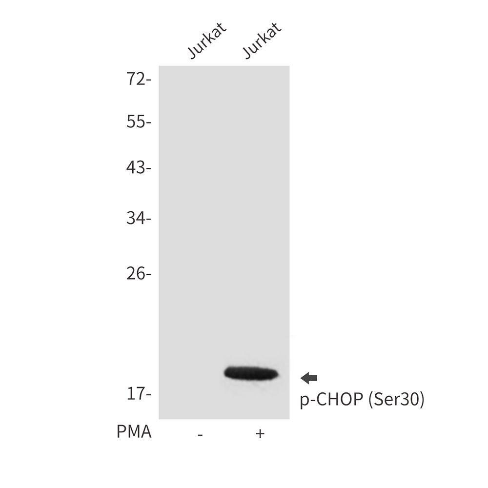 Rabbit Polyclonal Antibody to Phospho-CHOP (Ser30)